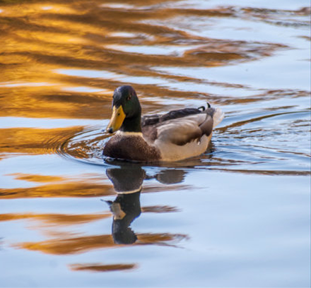 Nature Duck
